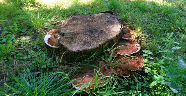 Der Baumstumpf mit den großen Pilzen befindet sich in der Nähe des Langenhagener Stadtparks. | Foto: Shima Mahi
