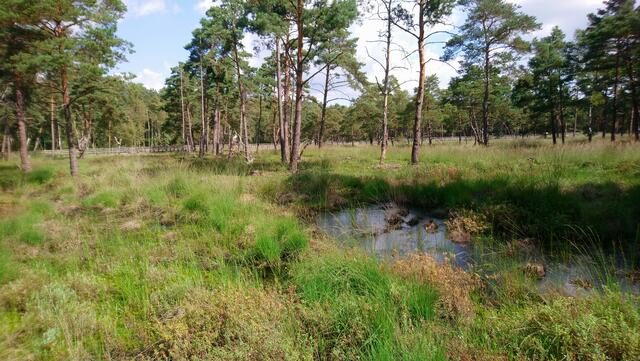 Im Hintergrund verläuft der Plankenweg mit seinen Erlebnisstationen durch das Moor. | Foto: Shima Mahi