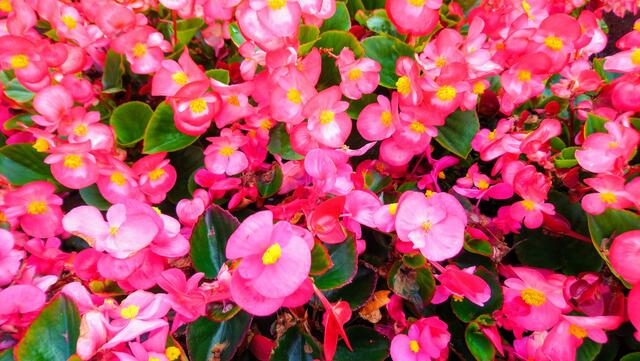 Auf einem eher tristen Parkplatz in Helstorf stand ein einsamer Blumenkübel mit diesen herrlichen Eisbegonien. | Foto: Shima Mahi
