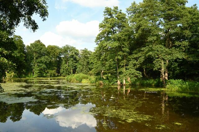 Mühlenmontag (Foto: Katja Woidtke)

Wassermühle Lünzen (Juli 2024) - Mühlenteich | Foto: Katja Woidtke