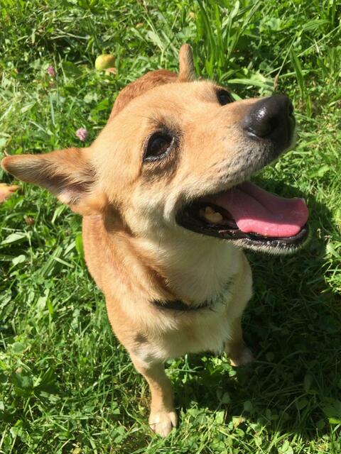 Bernadette | Foto: Tierheim Höchstädt