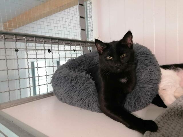 Dean (auf Pflegestelle mit David) | Foto: Sabine Pollok