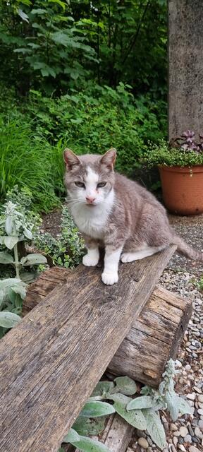 Shircan | Foto: Sabine Pollok