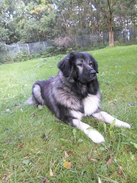 Tarek | Foto: Sabine Pollok