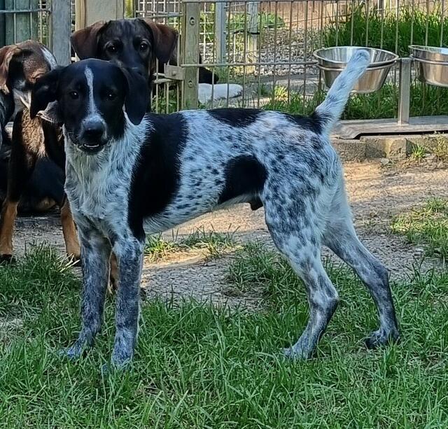 Emil (Welpe - Mama Emma) | Foto: Sabine Pollok