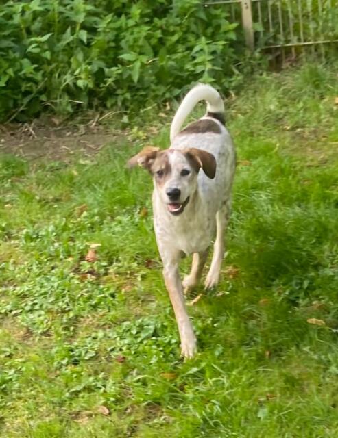 Elisa (Welpe - Mama Emma) | Foto: Tierheim Höchstädt