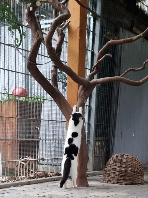 Sissi Action Szenen | Foto: Sabine Pollok