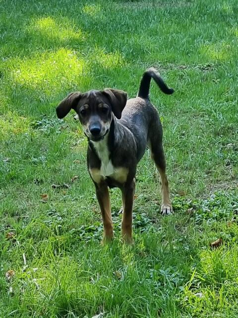 Ellen (Welpe - Mama Emma) | Foto: Sabine Pollok