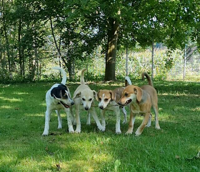 Luigi-Lennox-Luca-Lola (Welpen - Mama Loredana) | Foto: Sabine Pollok