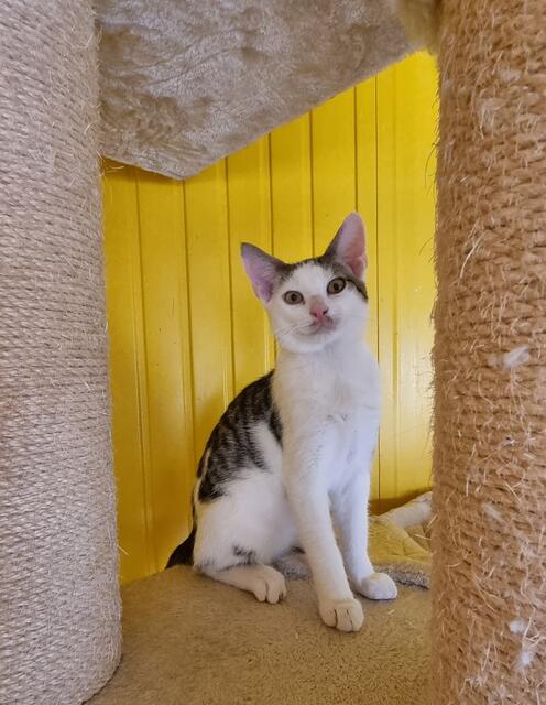 Feivel | Foto: Sabine Pollok