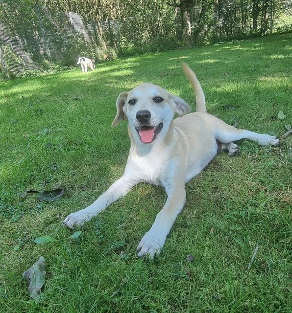 Lennox (Welpe - Mama Loredana) | Foto: Sabine Pollok