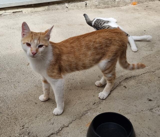 Peanut | Foto: Sabine Pollok