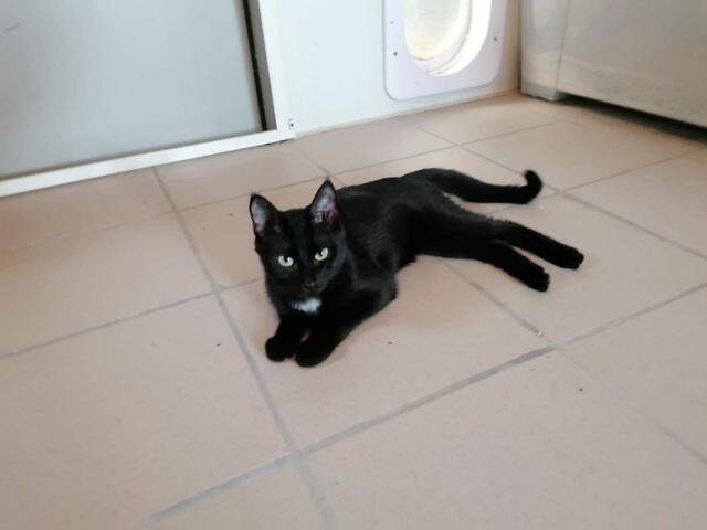 David (auf Pflegestelle mit Dean) | Foto: Sabine Pollok