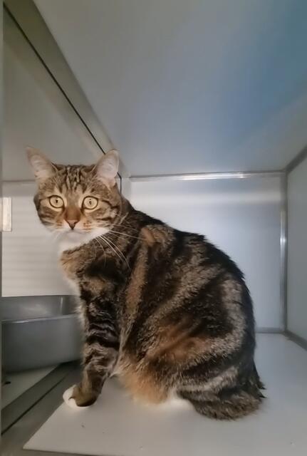 Moppel | Foto: Sabine Pollok