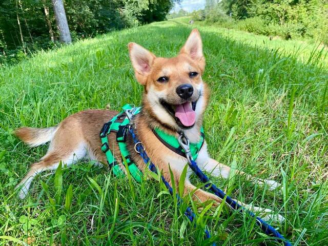 Jeronemo | Foto: Tierheim Höchstädt