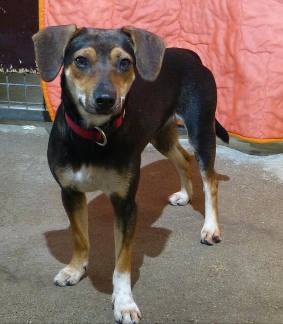 Ronja | Foto: Tierheim Höchstädt