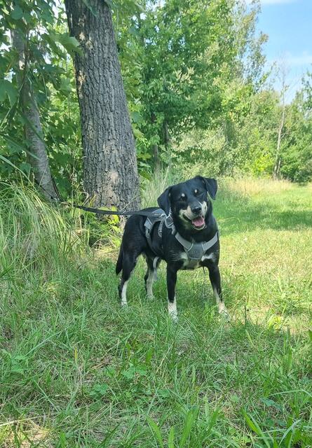 Stella | Foto: Sabine Pollok