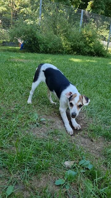 Lucia (Welpe - Mama Loredana) | Foto: Sabine Pollok