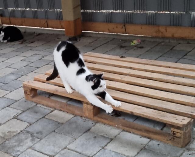 Sissi Action Szenen | Foto: Sabine Pollok