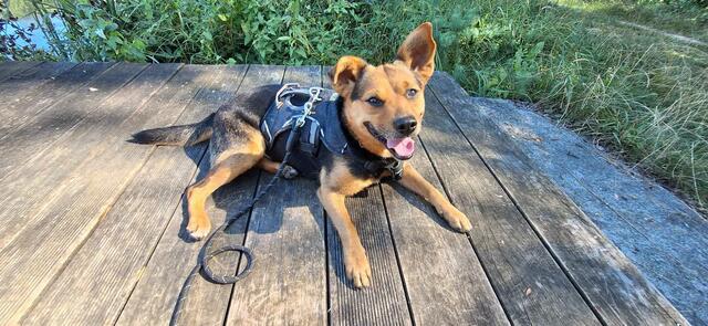 Jenny | Foto: Tierheim Höchstädt