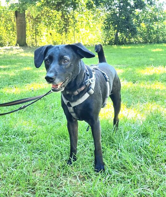 Blacky | Foto: Sabine Pollok