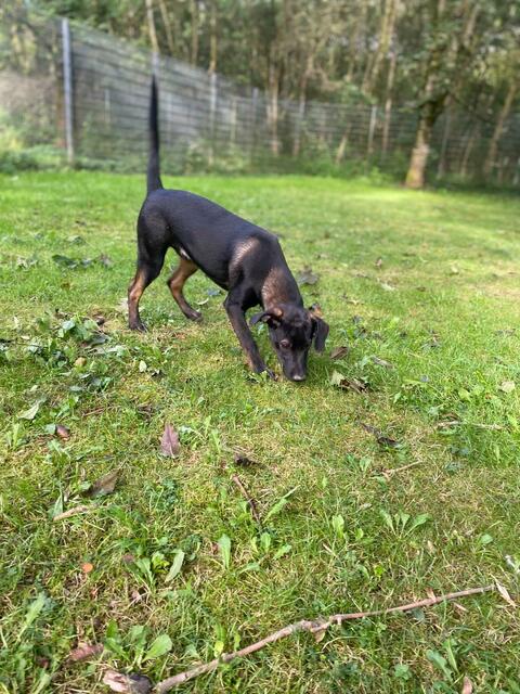 Elliot (Welpe - Mama Emma) | Foto: Tierheim Höchstädt