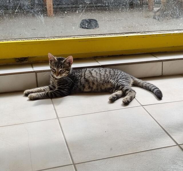 Felix | Foto: Sabine Pollok