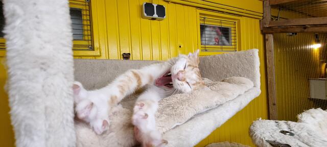 Peanut | Foto: Sabine Pollok