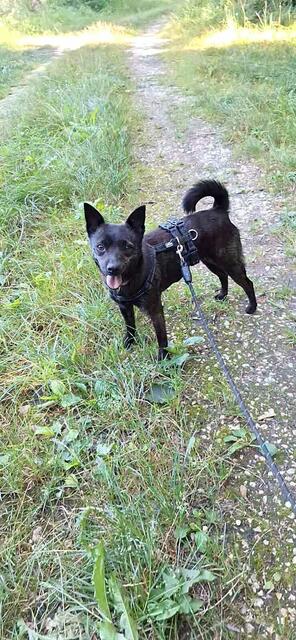 Schneewittchen | Foto: Tierheim Höchstädt