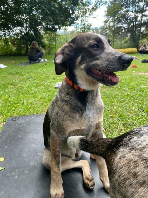 Eddi (Welpe - Mama Emma) | Foto: Tierheim Höchstädt