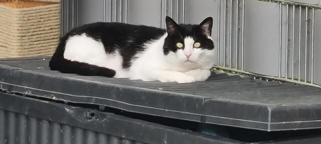 Amadeus | Foto: Sabine Pollok