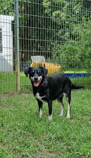 Stella | Foto: Sabine Pollok