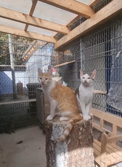 Peanut und Feivel  | Foto: Sabine Pollok