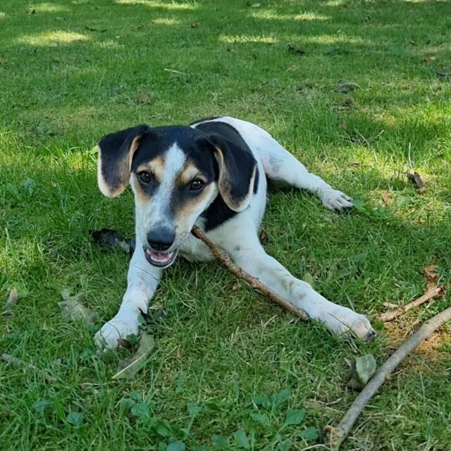 Luigi (Welpe - Mama Loredana) | Foto: Sabine Pollok