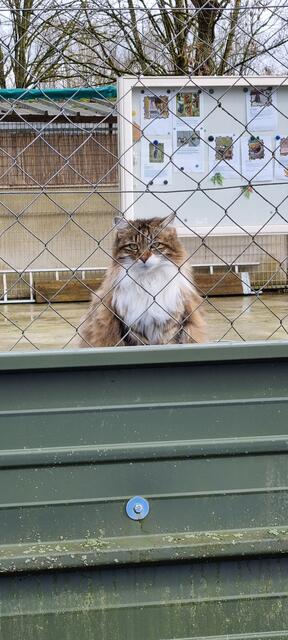 Mila | Foto: Sabine Pollok