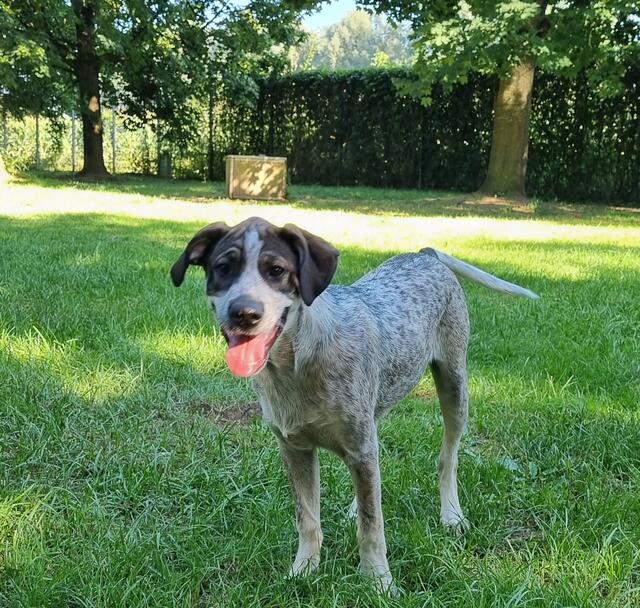 Elvis (Welpe - Mama Emma) | Foto: Sabine Pollok