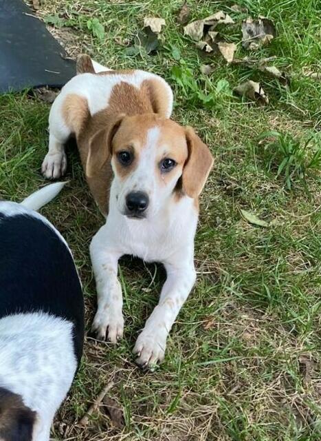 Luca (Welpe - Mama Loredana) | Foto: Tierheim Höchstädt