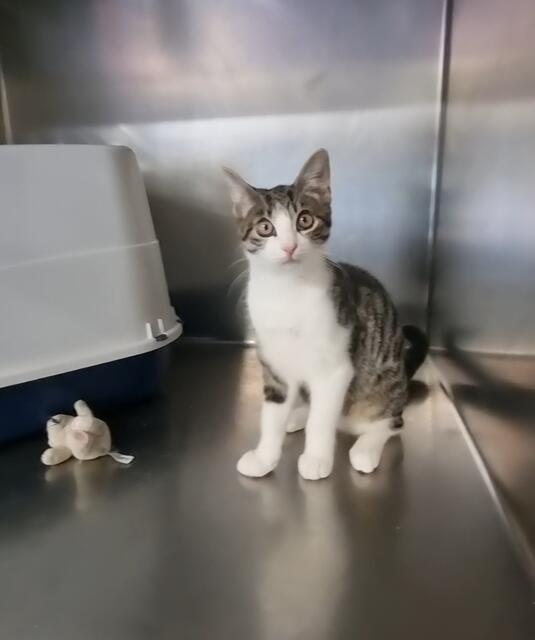 Fips | Foto: Sabine Pollok