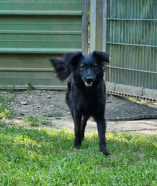 Wuschel | Foto: Sabine Pollok