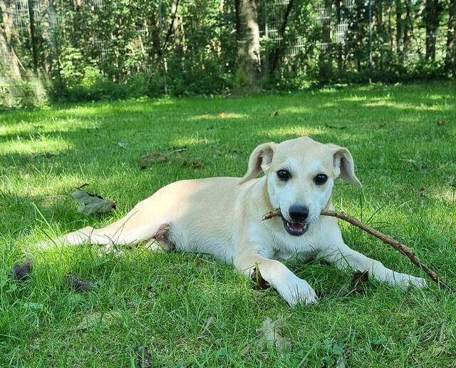 Lana (Welpe - Mama Loredana) | Foto: Sabine Pollok