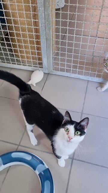 Nica | Foto: Sabine Pollok