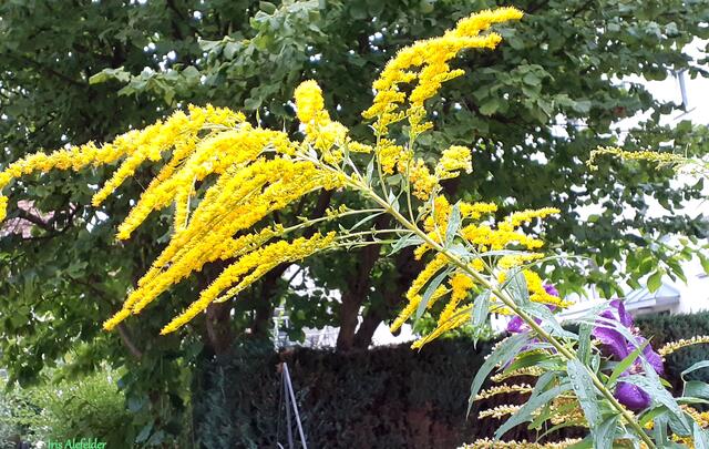 Foto: Iris Alefelder