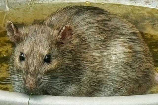 Das ist doch eigentlich ein "niedliches Tierchen" - oder?