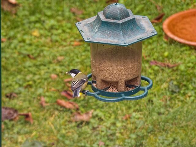 "Schaut mal her, hier gibt es besonders gute Körner!"