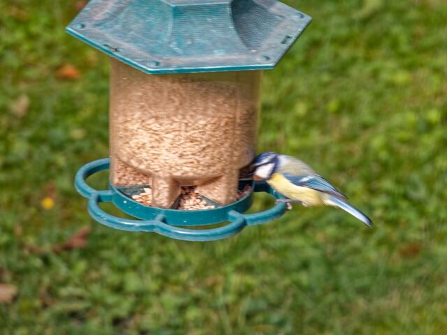 Ruckzuck, ganz schnell holt sich die Blaumeise ein geschältes Sonnenblumenkorn