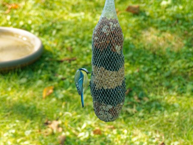 Blaumeisen sind ja auch ganz hübsch, aber der Fotograf hofft doch sehr,
dass hier auch wieder Buntspechte in die Futterstange hacken?