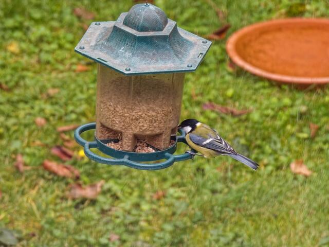 Auch den Kohlmeisen schmeckt es