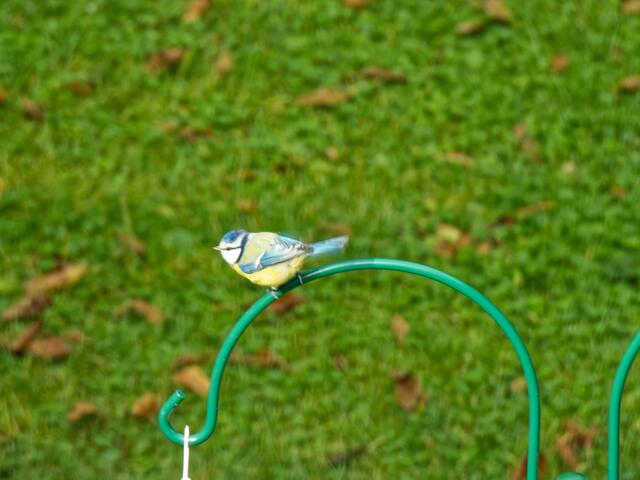 Also auf einem grünen Holzweig sitzt es sich ja wohl besser. Moderne Möbel erfüllen aber auch ihren Zweck - oder ?