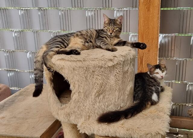 Konrad (Tiger) und Kasimir | Foto: Sabine Pollok