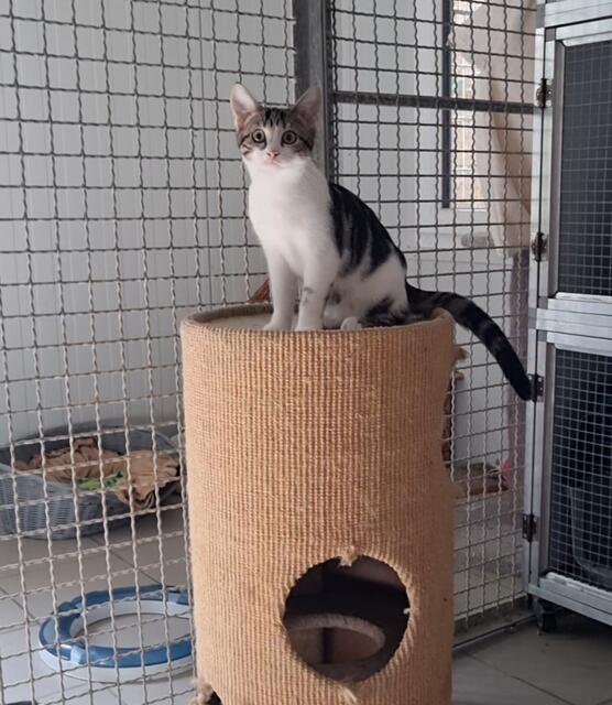 Lotta | Foto: Sabine Pollok